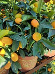 20230118 143700 Citrus tankan for Chinese New Year decoration.jpg