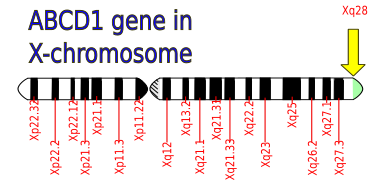 File:ABCD1-gene.svg