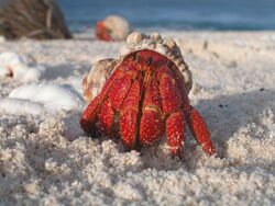 A hermit crab emerges from its shell.jpg