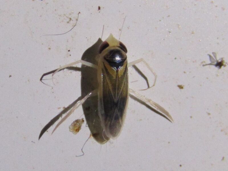 File:Acuminate Water Boatman imported from iNaturalist photo 95990291 on 27 February 2022.jpg