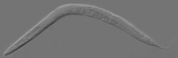 "Caenorhabditis elegans"