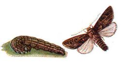 Agrotis segetum Meyers.jpg