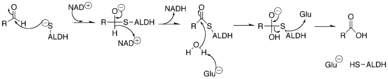File:Aldehyde dehydrogenase mechanism.png