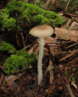 Amanita solaniolens 327375.jpg