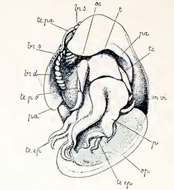 Anatoma euglypta 001.jpg