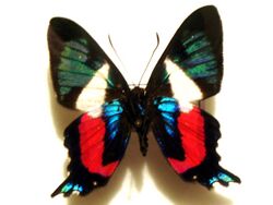 Ancyluris formosissima.jpg