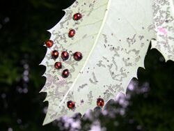 Argopistes coccinelliformis01.jpg