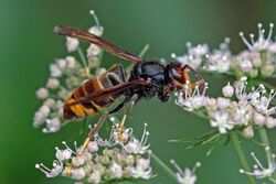 Asian hornet (Vespa velutina).jpg