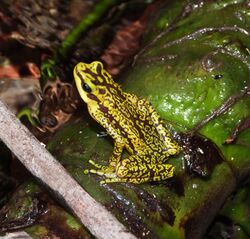 Atelopus cruciger imported from iNaturalist photo 83335906 on 4 August 2020 (cropped).jpg