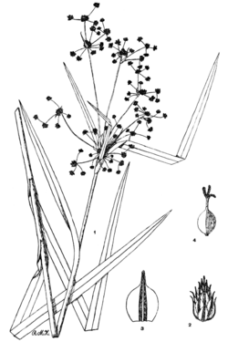 Illustration of "Scirpus georgianus" from the Bulletin of the Torrey Botanical Club by Roland McMillan Harper