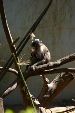 Barcelona.Zoologico.Mangabey.Gris.jpg