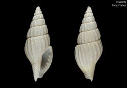 Bathyglypta biconica (MNHN-IM-2013-56293).jpeg