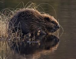 Beaver next to a pond
