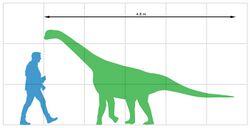 Bellusaurus sui size.jpg