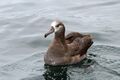 Black-footed Albatross - Flickr - GregTheBusker (1).jpg