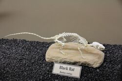 Black Rat skeleton.jpg