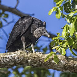 Black vulture (Coragyps atratus brasiliensis) Peten.jpg