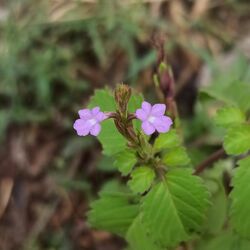 Bouchea prismatica (Verbenaceae).jpg