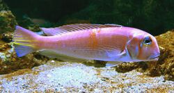 Branchiostegus japonicus Kyoto aquarium.jpg