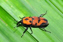 Bright weevil (9522764851).jpg