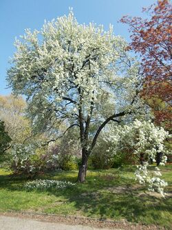 Budai Arborétum. Felső kert. Nyírlevelű körte (Pyrus betulifolia). - Budapest XI. kerület.JPG