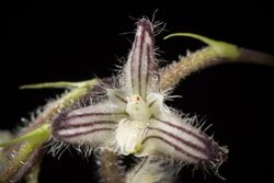 Bulbophyllum lindleyanum Griff., Not. Pl. Asiat. 3- 287 (1851) (25196680827).jpg