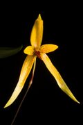 Bulbophyllum williamsii A.D.Hawkes, Lloydia 14 93 (1956) (49261335118).jpg
