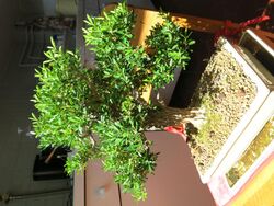 Buxus harlandii (bonsai).jpg