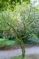 Camellia cuspidata - Trengwainton Garden - Cornwall, England - DSC02518.jpg