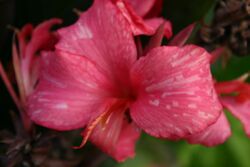 Canna VirusOnSaladinFlower.jpg