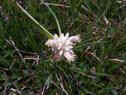 Carex baldensis flowers.jpg