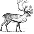 Illustration of adult caribou in profile.