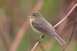 Chiffchaff - Phylloscopus collybita.jpg