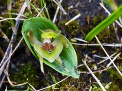 Chiloglottis turfosa.jpg