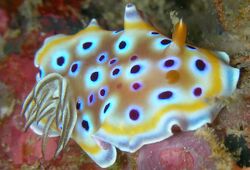 Chromodoris geminus.jpg