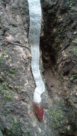 Clinging root of epiphyte.jpg