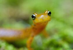 Close view of longtail salamander.jpg