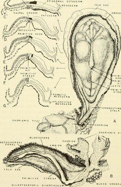 File:Comparative embryology of the vertebrates; with 2057 drawings and photos. grouped as 380 illus (1953) (20661197932).jpg