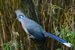 Coua cristata (Hauben-Seidenkuckuck - Crested Coua) - Weltvogelpark Walsrode 2013-08—130718 0206.jpg