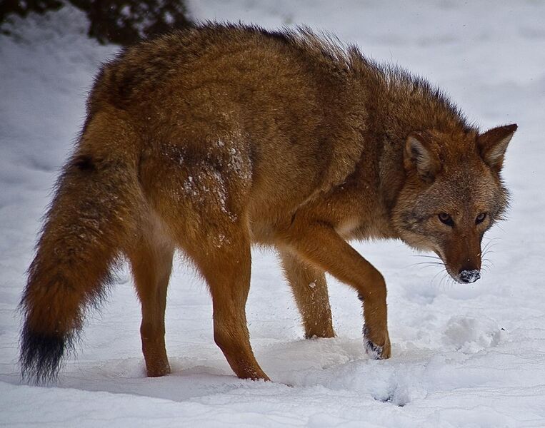 File:Coyote-face-snow - Virginia - ForestWander.jpg