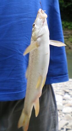 Crimean barbel imported from iNaturalist photo 143563382 on 20 April 2022.jpg