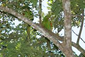 Cuban Parakeet (Aratinga euops) -two in tree.jpg