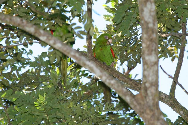 File:Cuban Parakeet (Aratinga euops) -two in tree.jpg