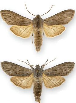 Cucullia intermedia female (bottom) male (top).JPG