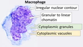 Cytology of a macrophage.png