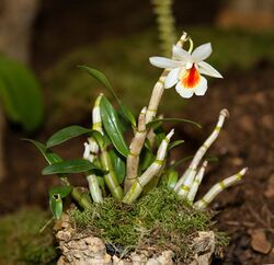 Dendrobium christyanum - Internationale Orchideen- und Tillandsienschau Blumengärten Hirschstetten 2016.jpg