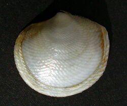 Divaricella huttoniana (rotated).jpg