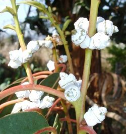 E. cordata, buds.jpg