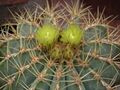 Ferocactus glaucescens.jpg