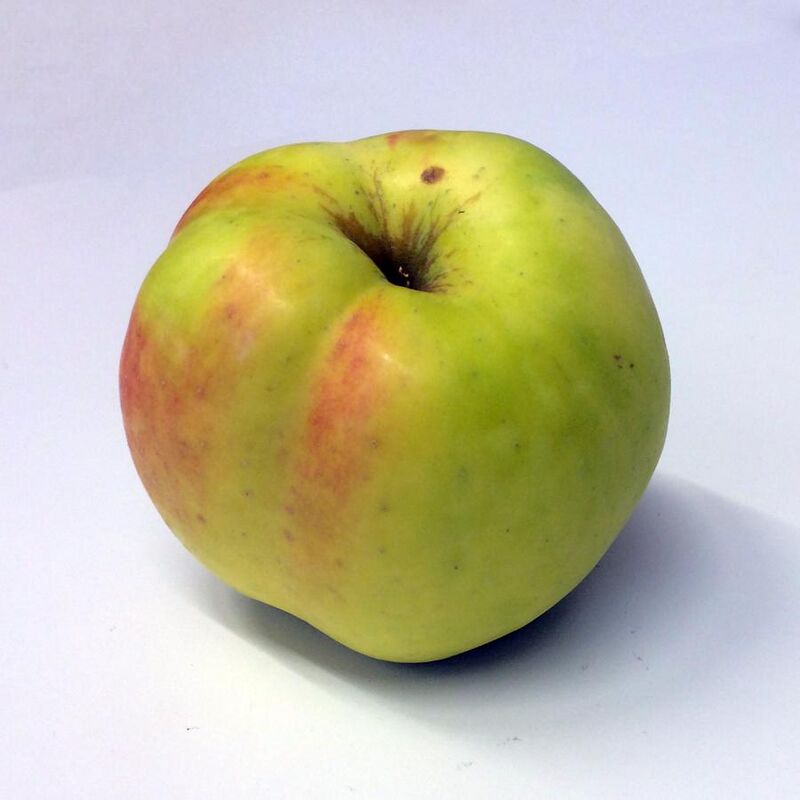 Biology:Filippa (apple) - HandWiki